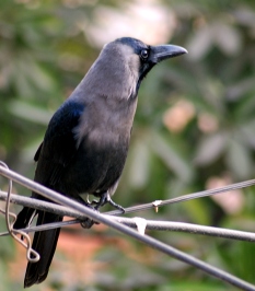 indian-crow